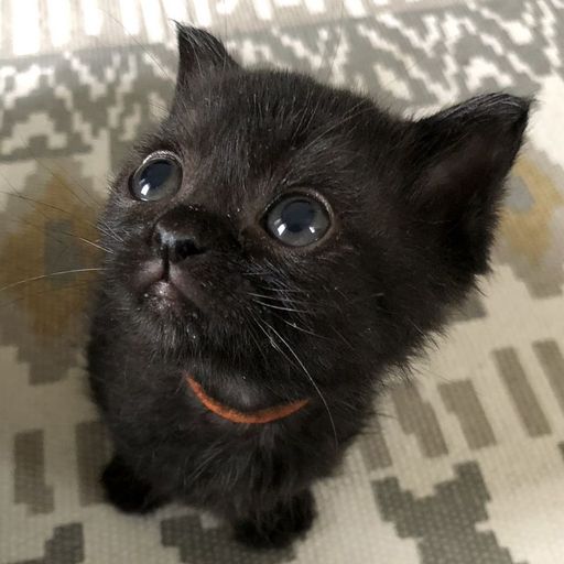 とっても可愛いボブテール黒猫女の子❤️ | 雑種（ミックス猫