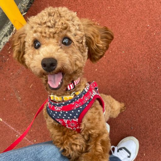 赤い首輪 犬 女 牝 コレクション 飼育