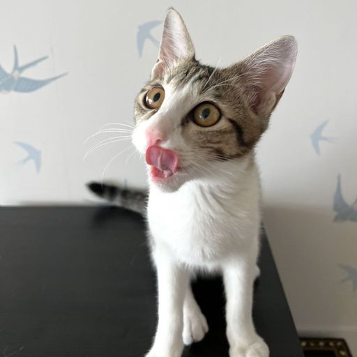 Living with a cat that's over 20 years oldfrom this point