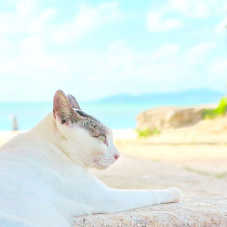 沖縄 竹富島が猫島って本当？ 南国リゾートに生きる猫たちに会っ 
