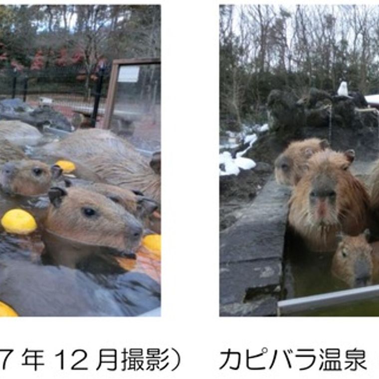 足湯しながらカピバラ観察 カピバラ温泉が埼玉県こども動物自然公園で開催 ペトコト