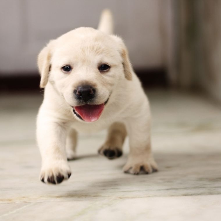 犬の肥満細胞腫 症状 原因 グレード別の余命 生存率などを腫瘍科認定医獣医師が解説 ペトコト