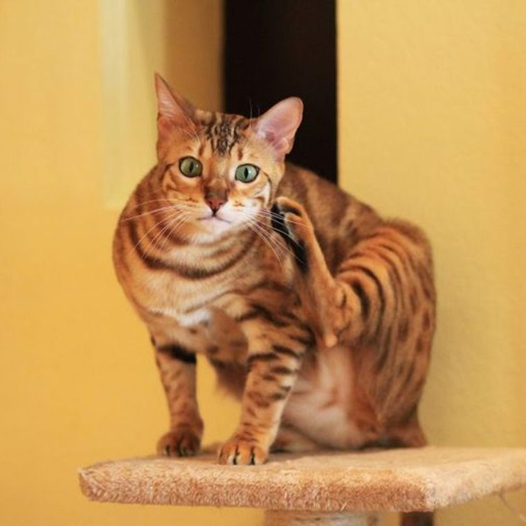 ベンガル猫ってどんな猫 性格や模様 毛色 寿命 体重の特徴 里親の迎え方などを紹介 ペトコト ベンガル猫ってどんな猫 性格や模様 毛色 寿命 体重の特徴 里親の迎え方などを紹介 ペトコト