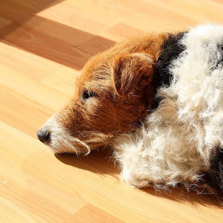 ワイヤーフォックステリアの飼い方 性格 寿命 大きさ 抜け毛ケア しつけ かかりやすい病気などを解説 ペトコト