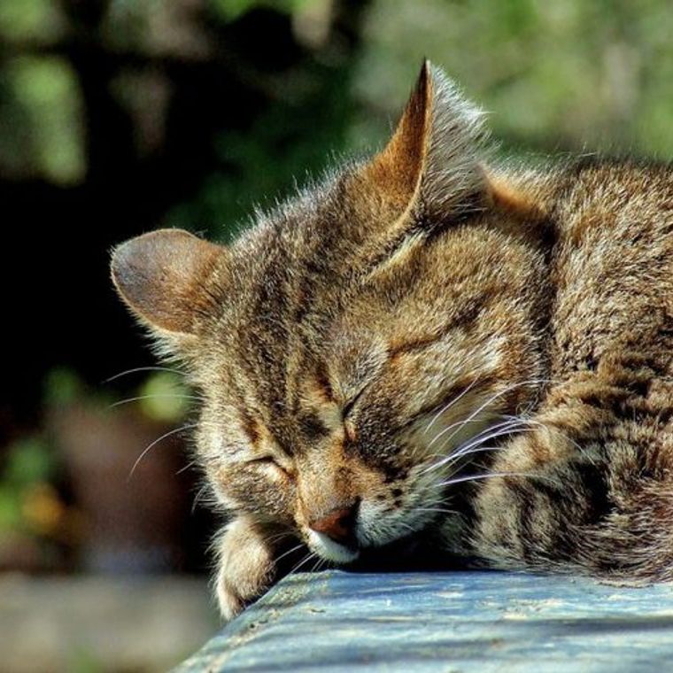 ピクシーボブってどんな猫 性格や寿命 体重などの特徴 里親の迎え方などを紹介 ペトコト