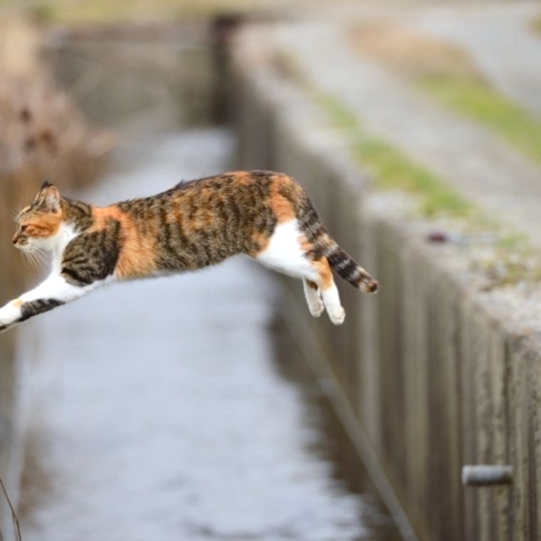 三毛猫にオスはいない 三色になる理由やメスとの違いを獣医師が解説 ペトコト