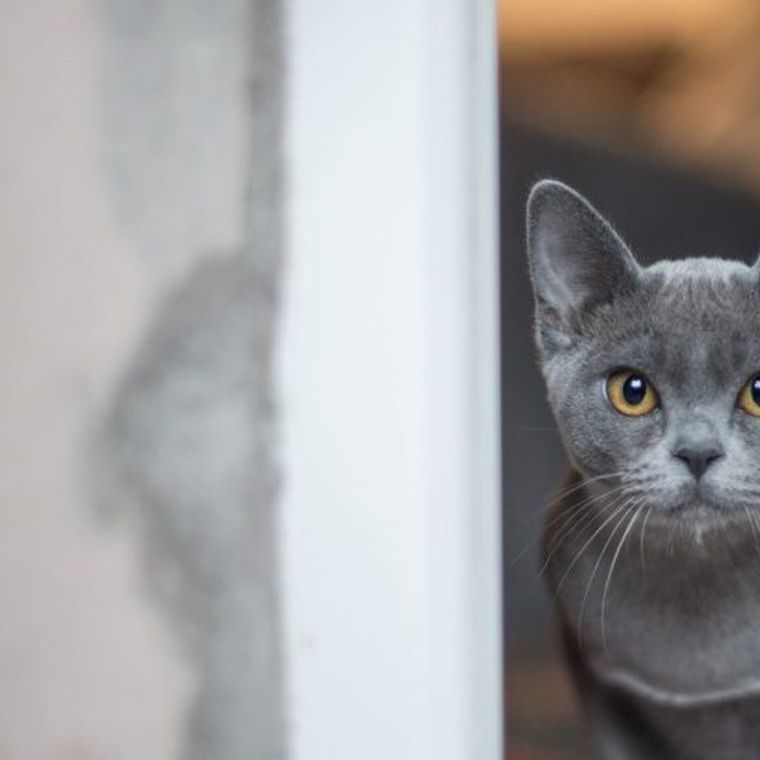 猫が顔や物にすりすりする4つの意味 ゴロゴロ鳴く場合や噛む場合などの行動別の気持ちを紹介 ペトコト