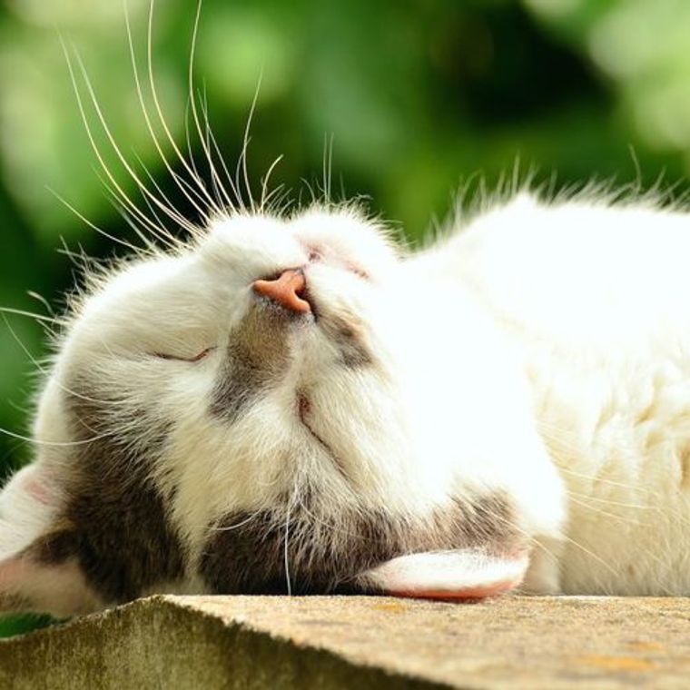 猫のアニマルセラピーはうつ病などに効果 資格 犬との違いなどを紹介 ペトコト