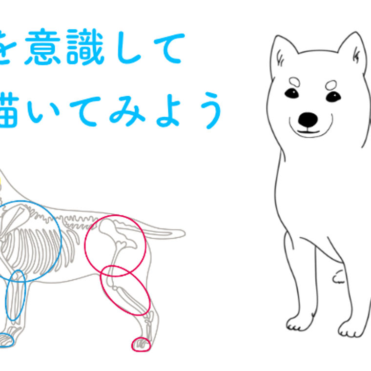 犬の描き方をプロが解説 骨格を意識したデッサン手法から 顔の特徴を出すコツまで ペトコト