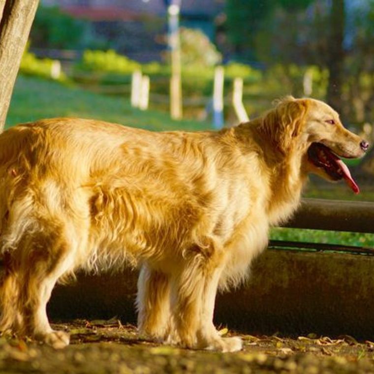 犬の骨肉腫 症状 原因 検査 治療法 予防法を腫瘍科担当医が解説 ペトコト