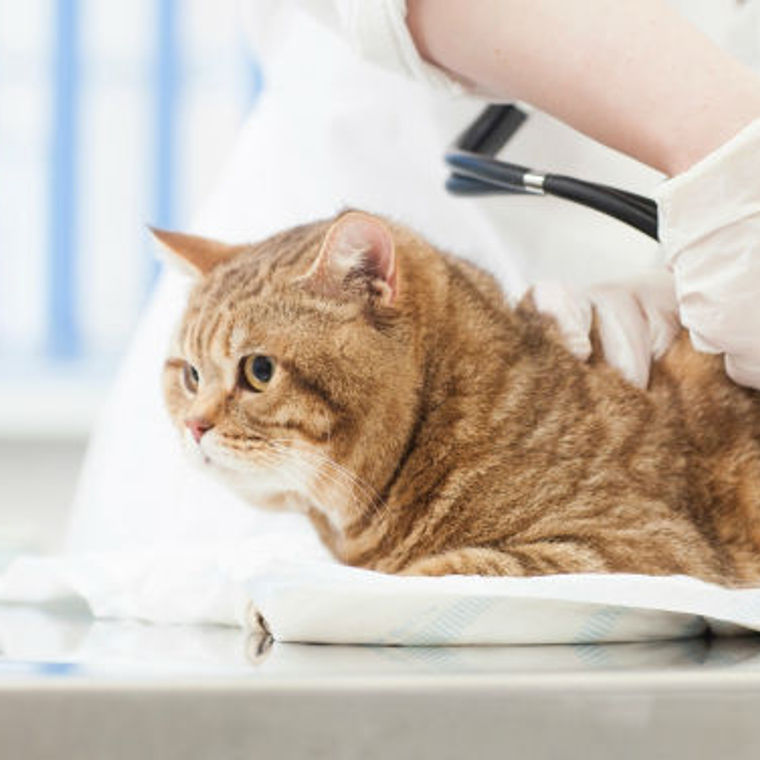 猫風邪は油断せずに早期治療を 症状や原因 予防法を獣医が解説 ペトコト