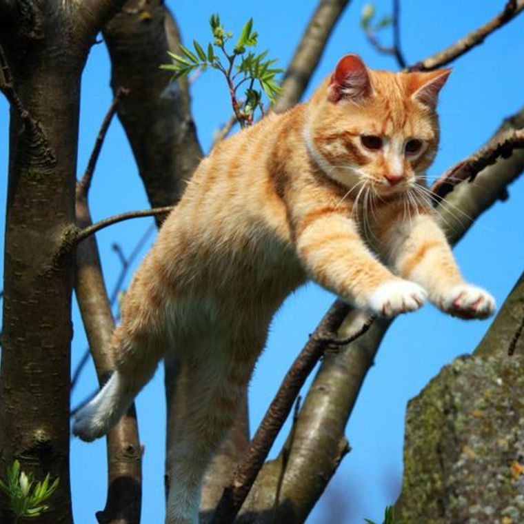 猫のジャンプ力はどのくらい ジャンプできない場合に考えられる理由も解説 ペトコト