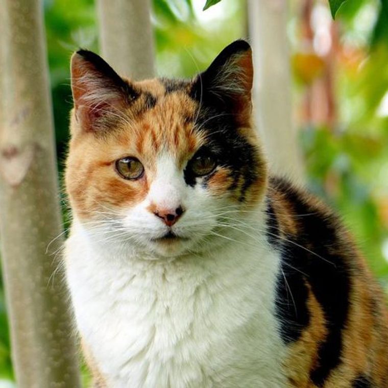 三毛猫の性格や特徴を解説 3種類の毛色や 福猫 と呼ばれる理由とは ペトコト