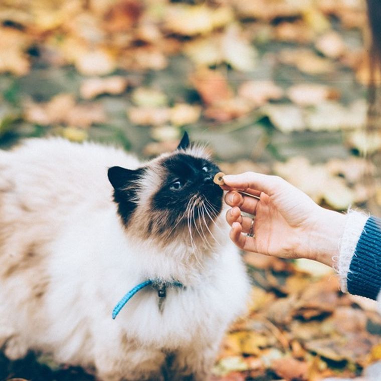 猫のおやつおすすめ9選 無添加で安全なものやささみなど ペトコト