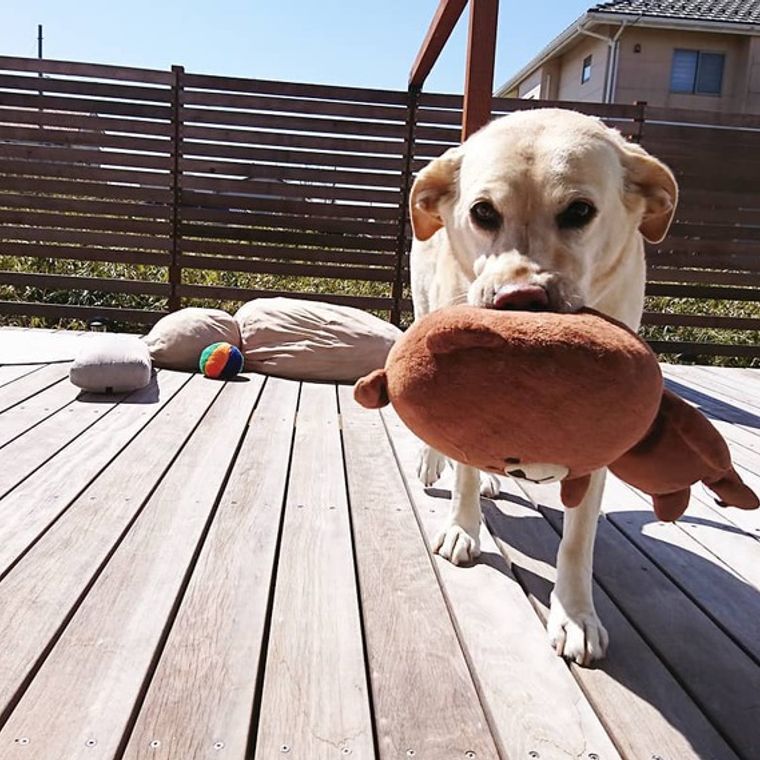 犬との暮らし 何して過ごす ウッドデッキでくつろぐ犬たちの生活風景 ペトコト