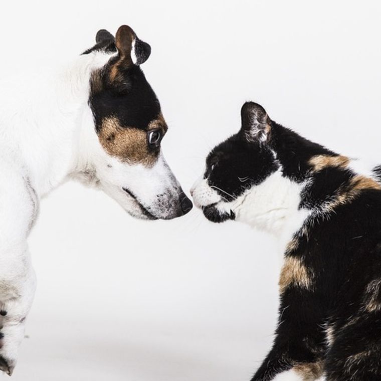 犬と猫は同居できるの ストレスを感じさせない生活の方法を紹介 ペトコト