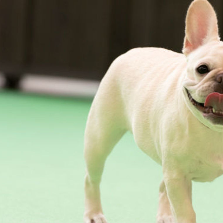 関西の室内ドッグラン 雨でも愛犬と遊べる場所おすすめ8選 ペトコト