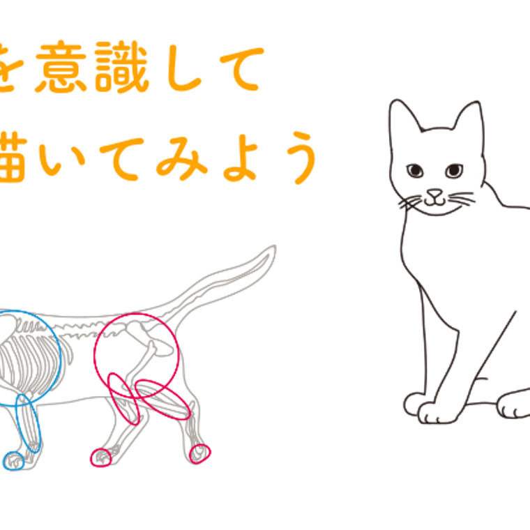 猫の描き方をプロが解説 骨格を意識したデッサン手法から 顔の特徴を出すコツまで ペトコト