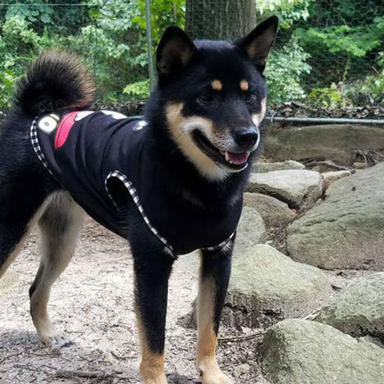 広島県のおすすめドッグラン14選 無料や貸切 室内など ペトコト