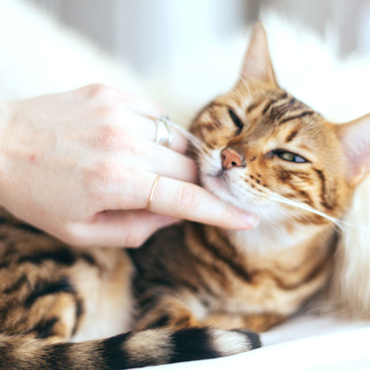 猫の食物過敏症 食物アレルギー 症状 原因 治療法などを皮膚科担当獣医師が解説 ペトコト