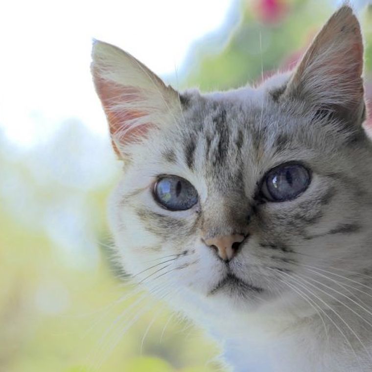 猫が掘るような行動をするのはなぜ トイレや布団 餌をホリホリする猫の気持ち ペトコト