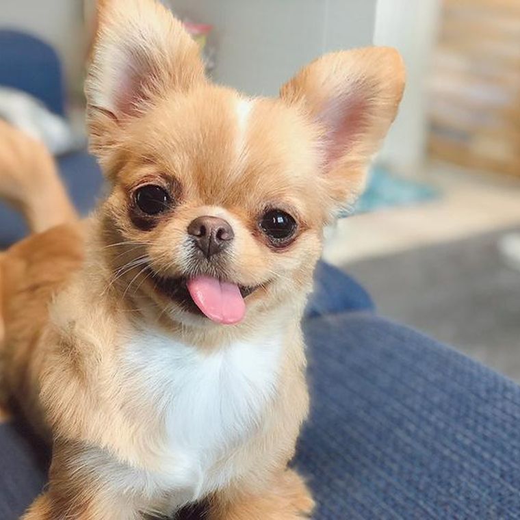 チワワグッズおすすめ8選 チワワ向け便利グッズなど ペトコト