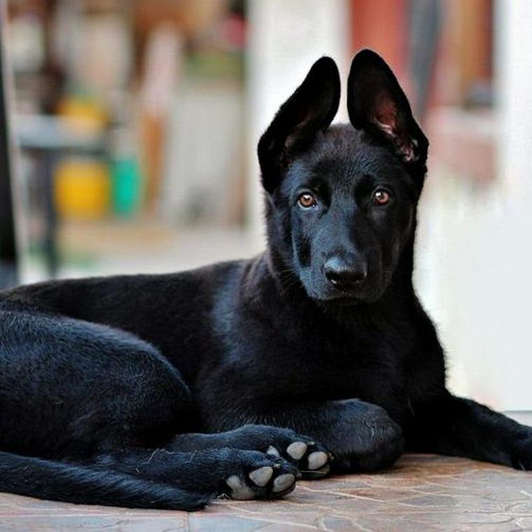 黒い犬たちに家族を見つけるためのアメリカの日 National Black Dog Day ペトコト