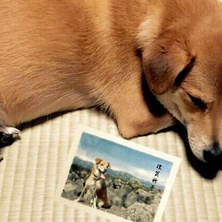 19年 亥年 犬年賀状のアイデアを紹介 イラスト 写真からかぶりものまで ペトコト