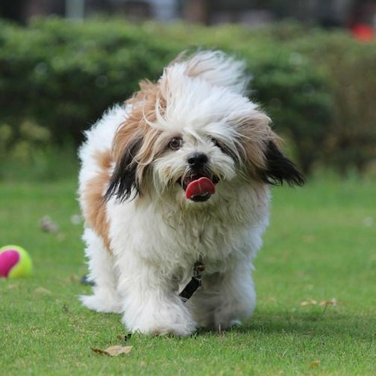 ラサアプソの飼い方 性格 寿命 大きさ しつけ かかりやすい病気を解説 ペトコト