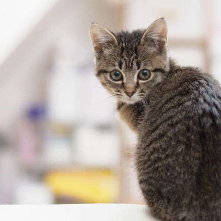 行動学獣医師解説 猫のマーキングやスプレーの原因と防止 対策方法を紹介 ペトコト