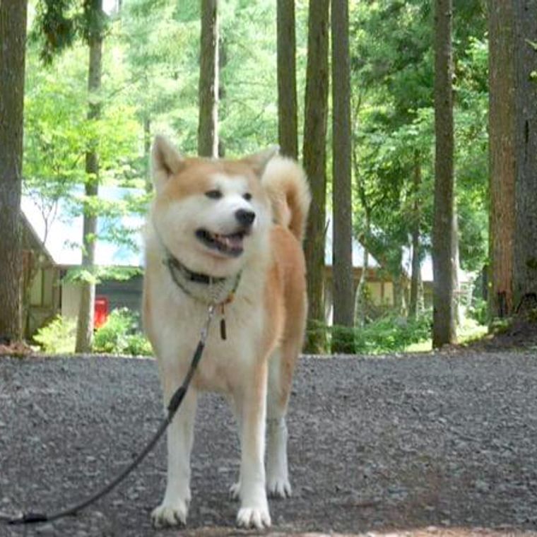 東海の犬と行けるキャンプ場15選 ドッグラン付きやペット可コテージも紹介 ペトコト