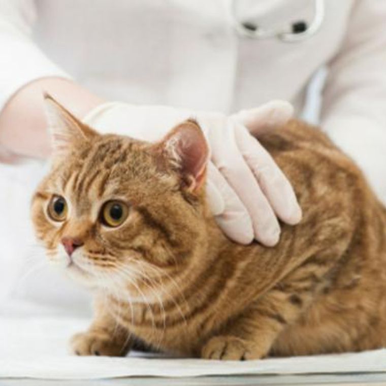 猫のレントゲン検査で何がわかる? 獣医画像診断医が撮り方や安全性を