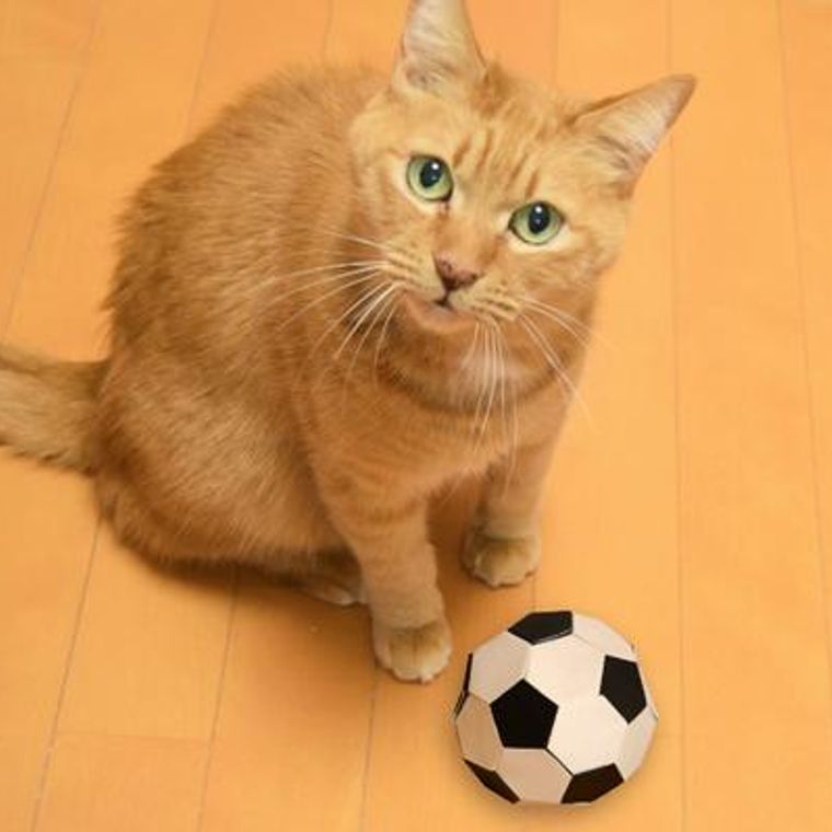 猫はボール遊びが大好き 飼い主さんに持ってくる理由やボールの選び方を紹介 ペトコト