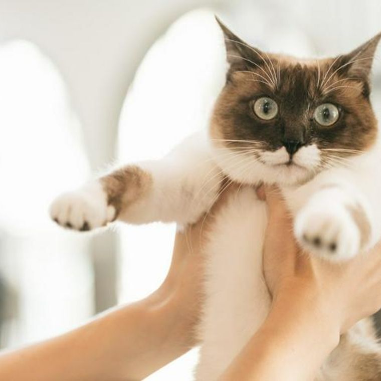 猫はタクシーに乗れるの マナーや注意点 ペット専用タクシーを紹介 ペトコト