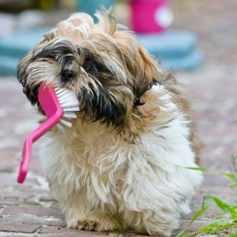犬がいる家は掃除が大変 臭いや抜け毛を取る方法や簡単掃除グッズを紹介 ペトコト
