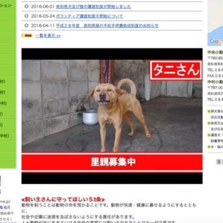 高知県 県と市の共同で動物愛護センター新設へ 現施設は限界があり 殺処分せざるを得ない状況 ペトコト
