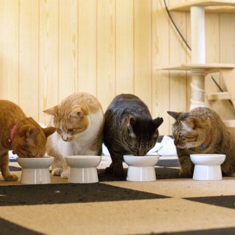 猫の食欲不振を獣医師が解説 対処法や病院に行くべきかの判断基準 よくある誤解 ペトコト