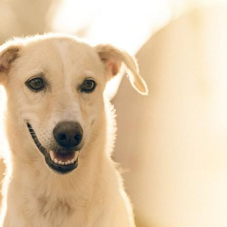 歯周病が死の病気になる 犬の心臓や腎臓への影響を海外研究から解説 ペトコト