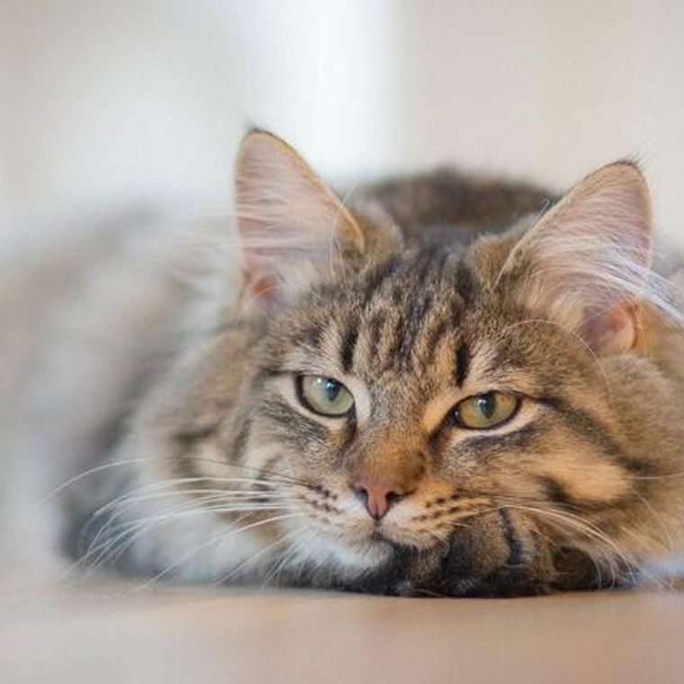 猫カリシウイルス感染症｜原因・症状・治療法・予防法を感染症担当獣 