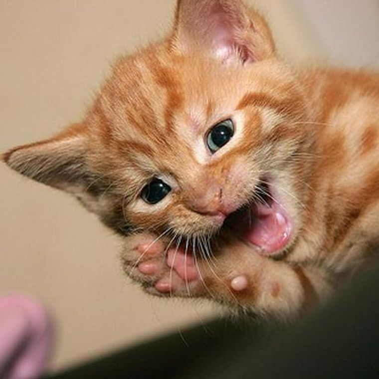 猫がごはんを食べると顎がガクガクなる場合に考えられる原因と病気 ペトコト