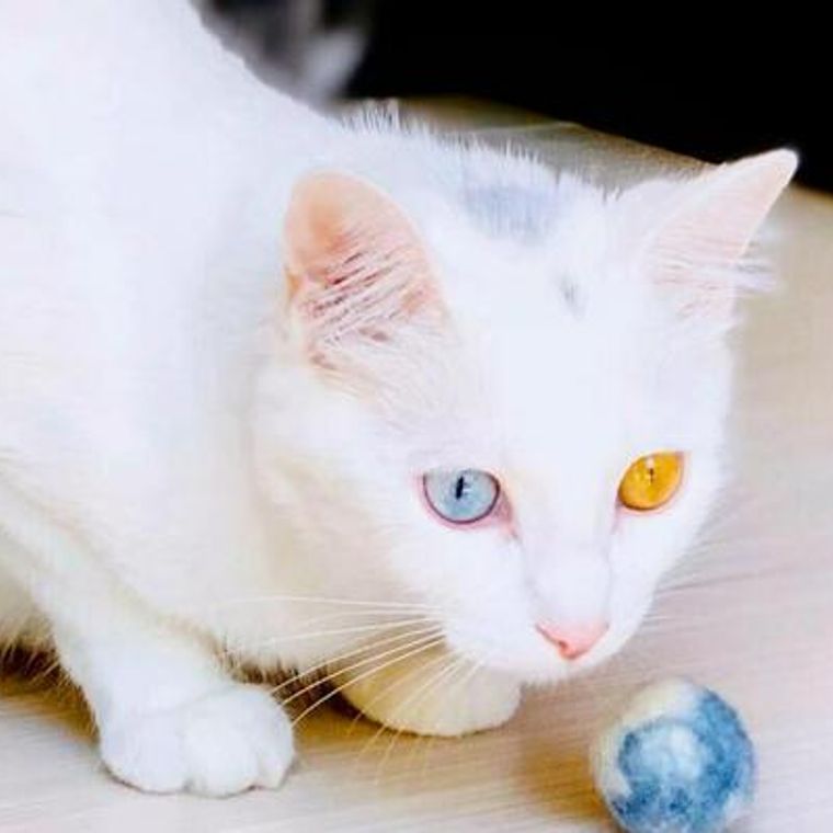ターキッシュアンゴラ：猫の品種プロフィール、特徴、飼い方