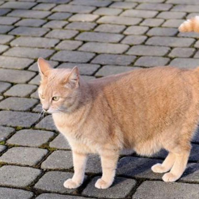 猫のルーズスキン お腹のタプタプは肥満ではなかった 見分け方や役割を解説 獣医師監修 ペトコト