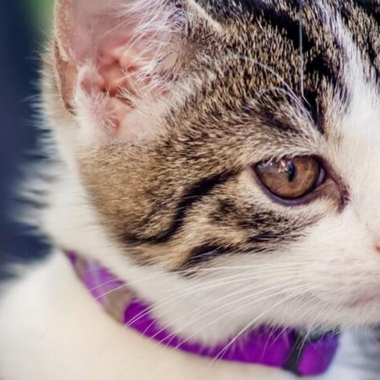 猫の目が腫れている場合に考えられる症状や原因 応急処置や予防ケアも ペトコト