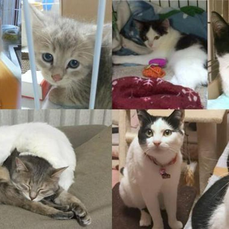 殺処分寸前だった兄妹猫 下半身不随だった姉妹猫 2匹の保護猫を迎えた家族たちの話 ペトコト