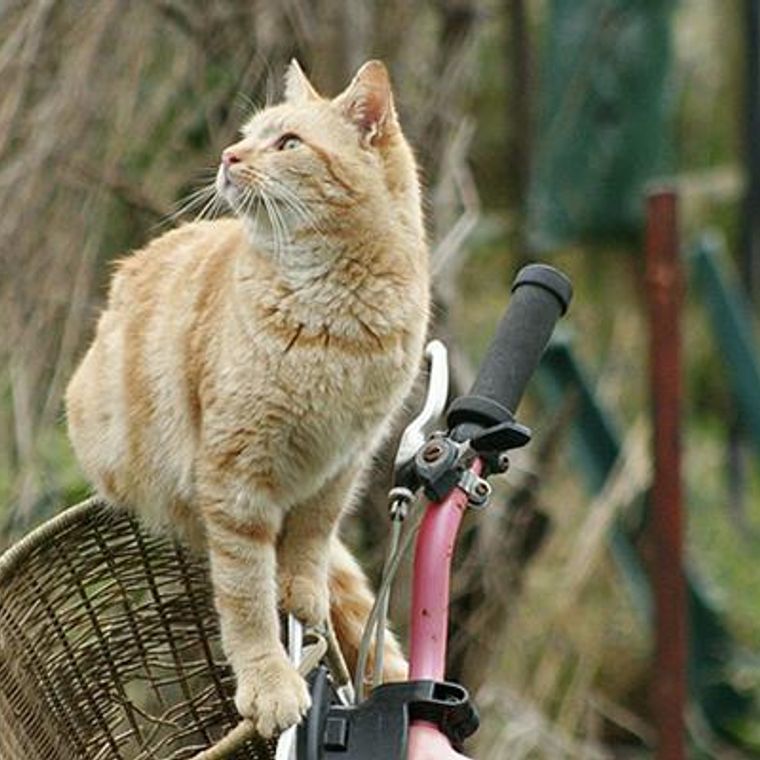 猫は自転車に乗せても大丈夫？安全に移動するためのグッズや注意 
