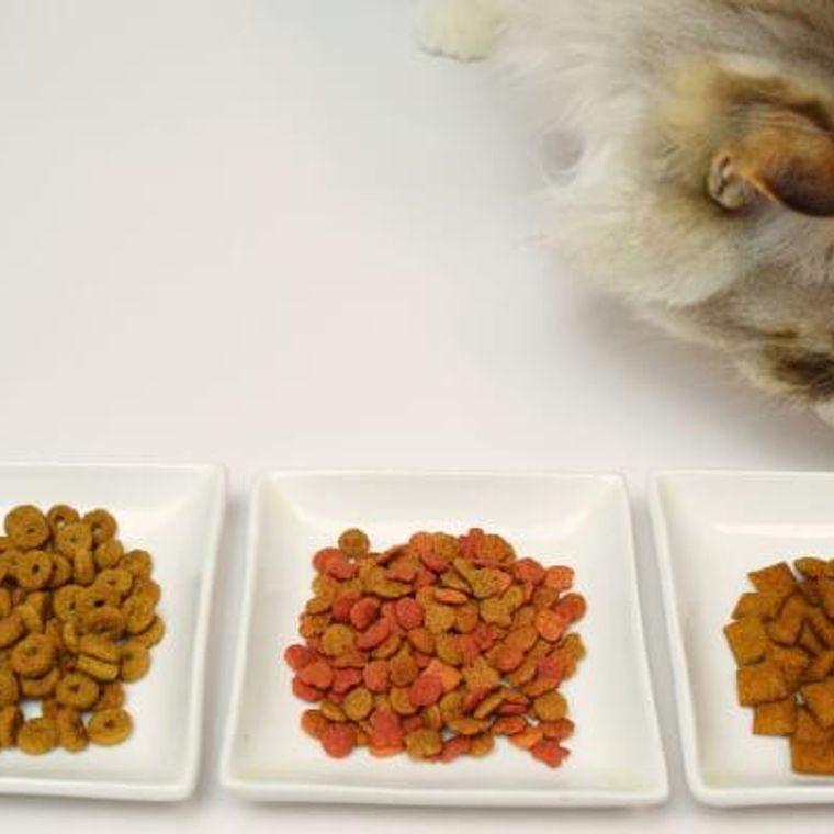 猫のタウリン不足に要注意 欠乏症の症状や食ベ物 サプリで補う方法を解説 ペトコト