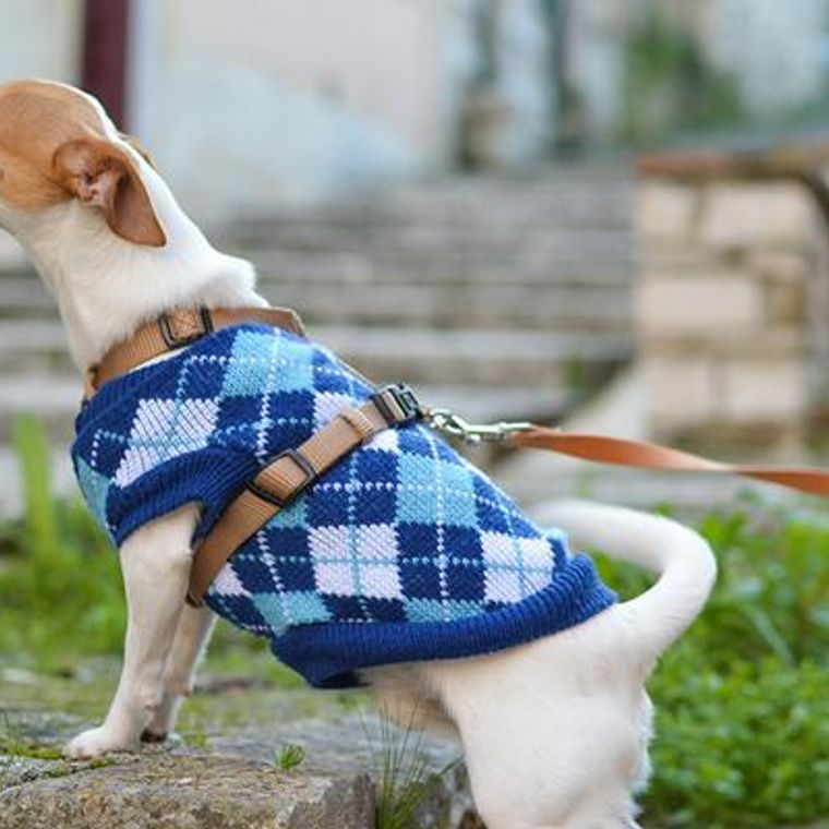 おしゃれな犬のリードおすすめ11選 丈夫な革製のものや伸縮タイプなどシーン別に紹介 ペトコト