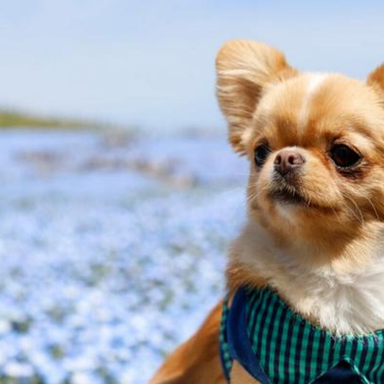 お写んぽ日記 Vol 1 Gwは愛犬と一緒にひたち海浜公園のネモフィラ畑へ ペトコト