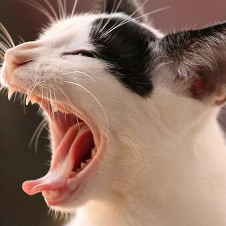 猫があくびをする4つの理由と3つの意味 臭い場合に考えられる病気のサインも解説 ペトコト