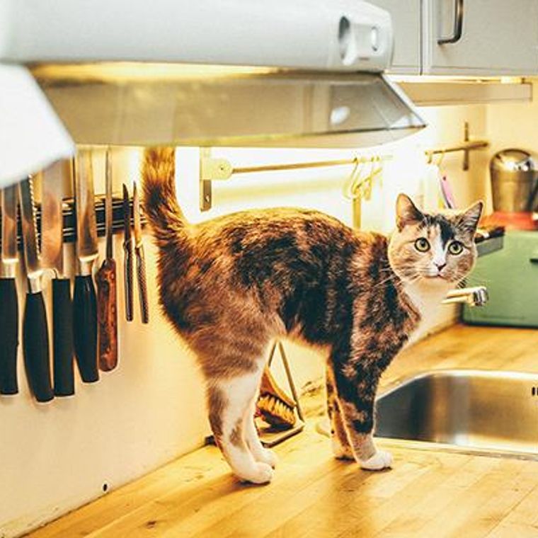 猫がキッチンに登ってくる理由は 侵入防止グッズなどの対策法を紹介 ペトコト